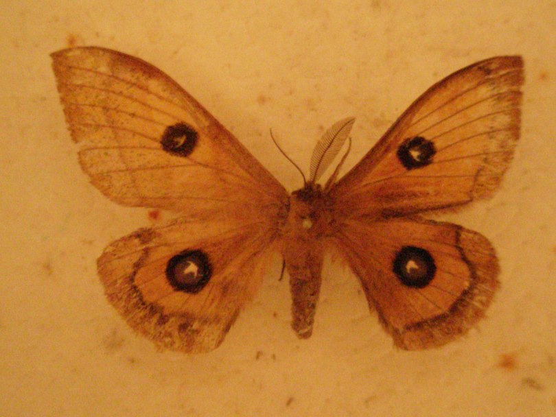 Aglia tau gynandromorph (Internet Image property of respective owner, non-commercial use only)
